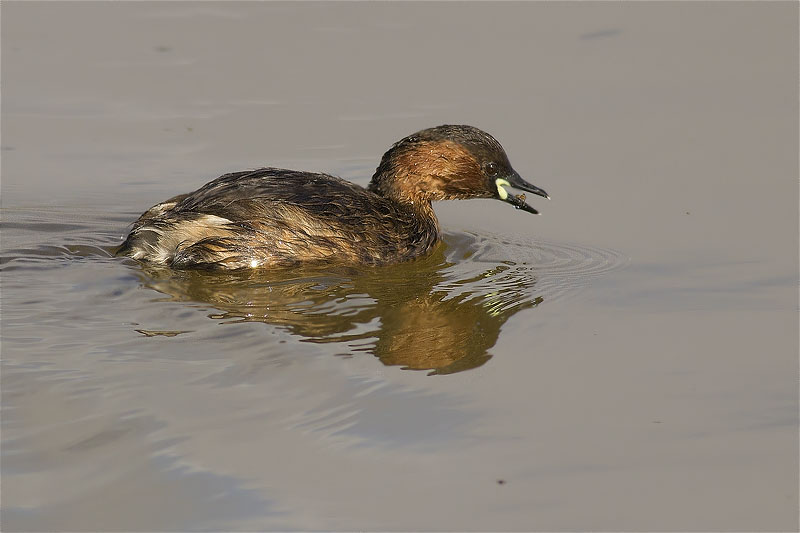 Cabusset (Tachybaptus ruficollis)