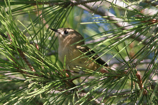 Reietó. Regulus regulus