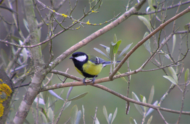 Mallerenga carbonera (Parus major)