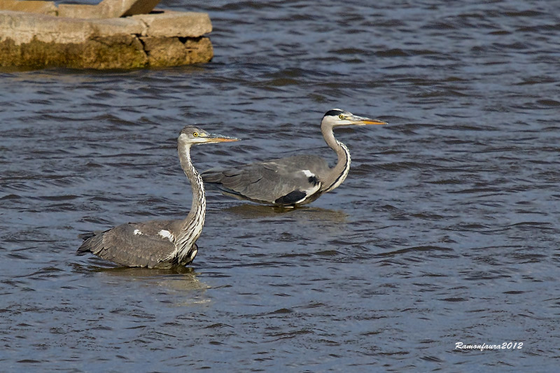 Nidificants del PNAE: Bernat Pescaire