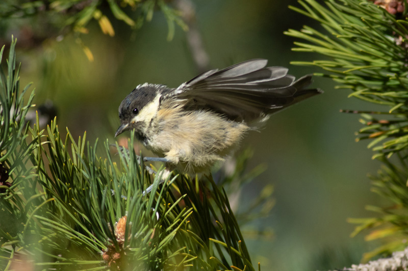 Carbonero garrapinos (Periparus ater)