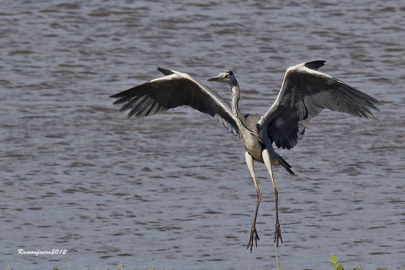 Al vol: Bernat Pescaire