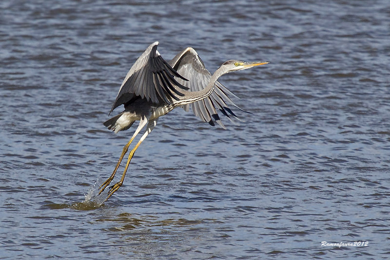 Al vol: Bernat Pescaire