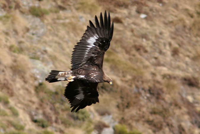 Daurada.aquila chrysaetos