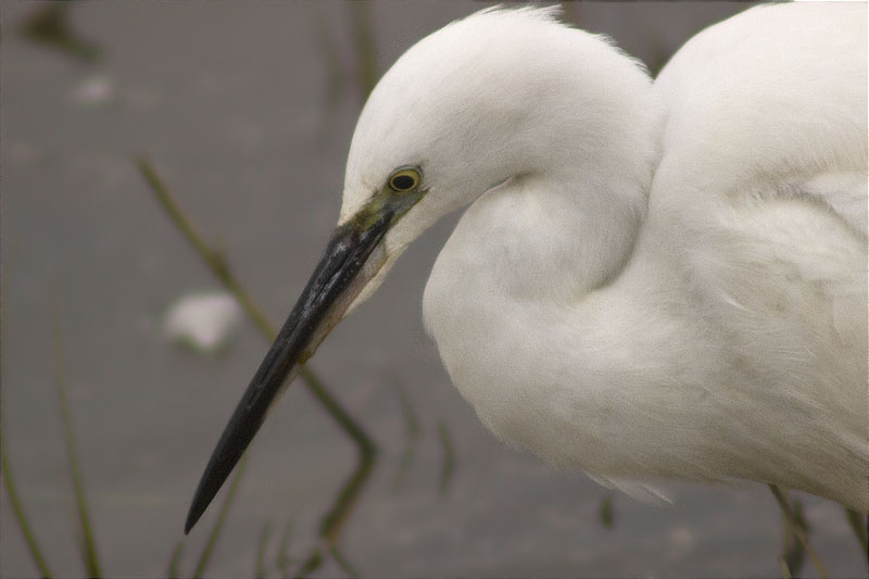 Martinet blanc (Egretta garzetta)