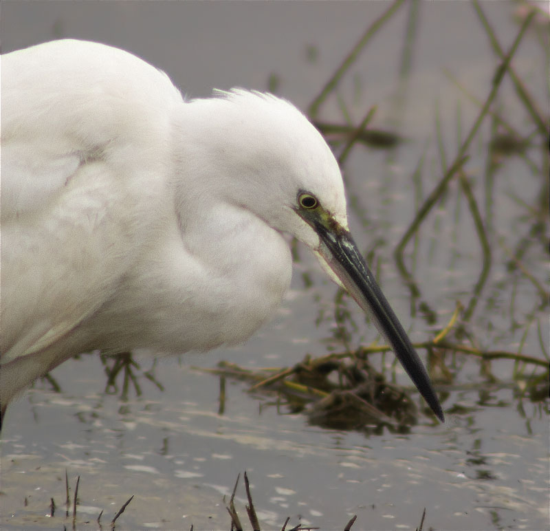 Martinet blanc (Egretta garzetta)