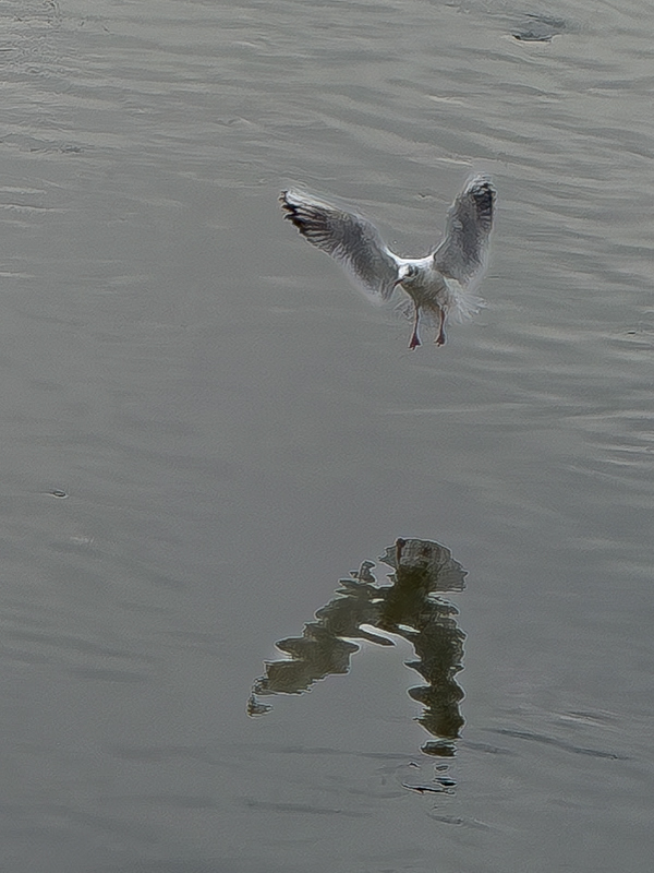 Gavina vulgar (Larus ridibundus)