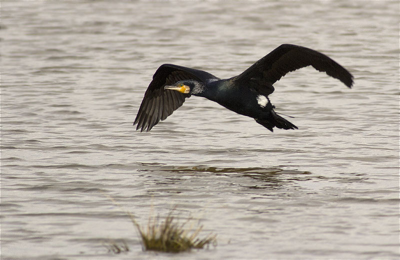 Corb marí gros (Phalacrocorax carbo)