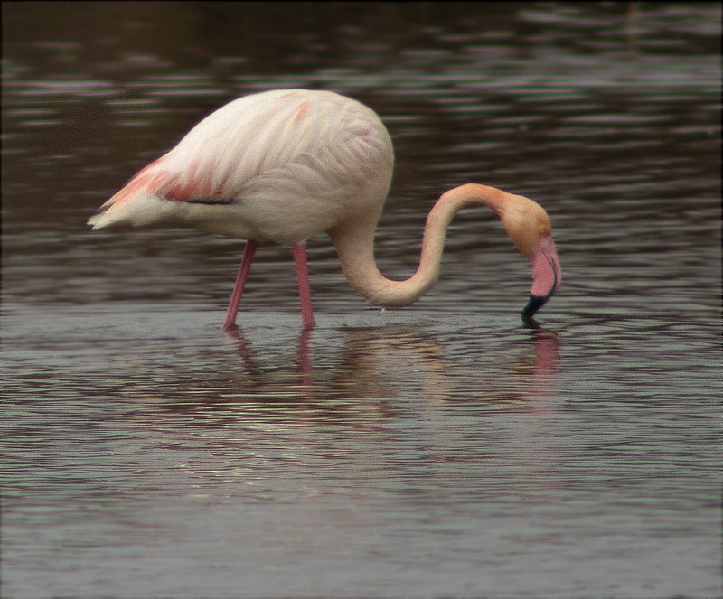 Flamenc (Phoenicopterus ruber)