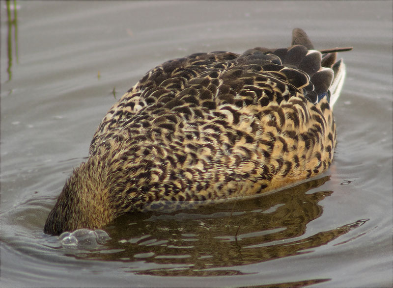 Femella d'Ànec collverd (Anas platyrhynchos)