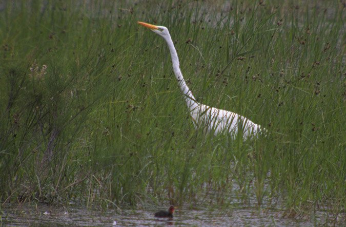 Agró blanc ( Egretta alba )