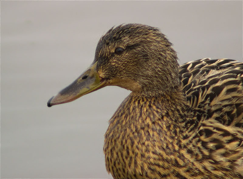 Femella d'Ànec collverd (Anas platyrhynchos)
