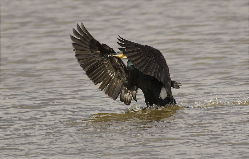 Corb marí gros (Phalacrocorax carbo)