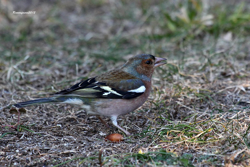 Ocells de la Garrotxa:Pinsà