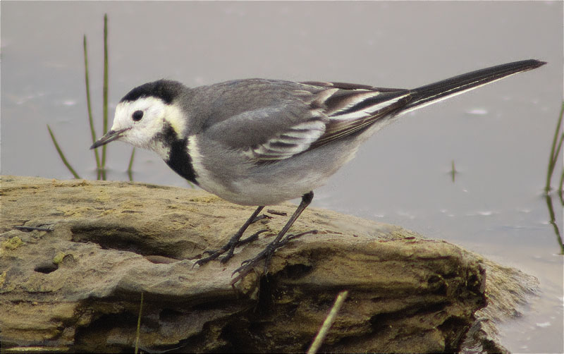 Cuereta blanca vulgar (Motacilla alba)