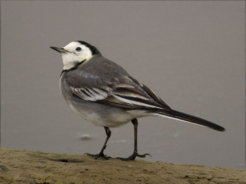 Cuereta blanca vulgar (Motacilla alba)