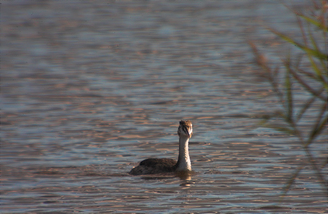 Cabusso emplomallat (Podiceps cristatus)