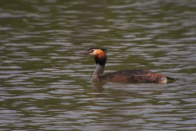 Cabusso emplomallat (Podiceps cristatus)