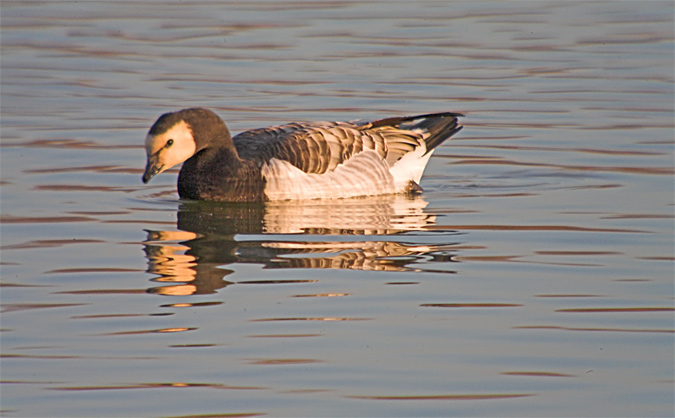 Oca de galta blanca (Branta leucopsis)