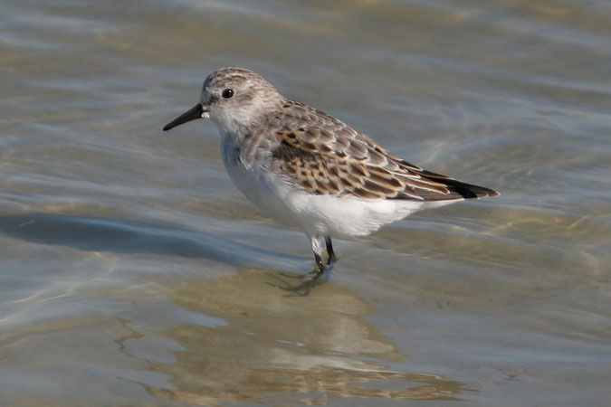 Territ menut. Calidris minuta