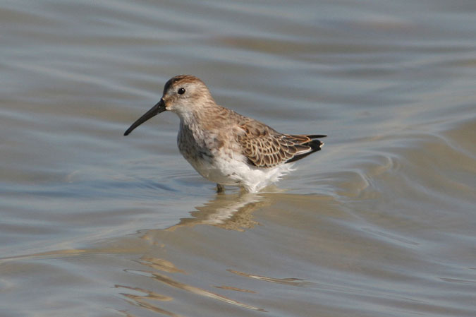 Territ variant. Calidris alpina