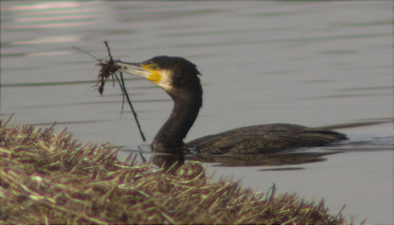 Corb marí gros (Phalacrocorax carbo)