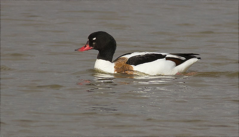 Femella d'Ànec blanc (Tadorna tadorna)