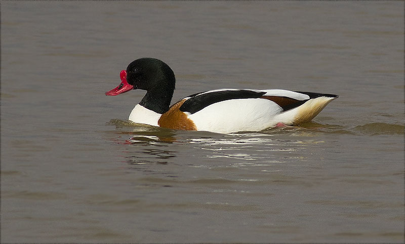 Mascle d'Ànec blanc (Tadorna tadorna)