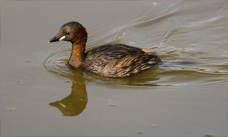 Cabusset (Tachybaptus ruficollis)