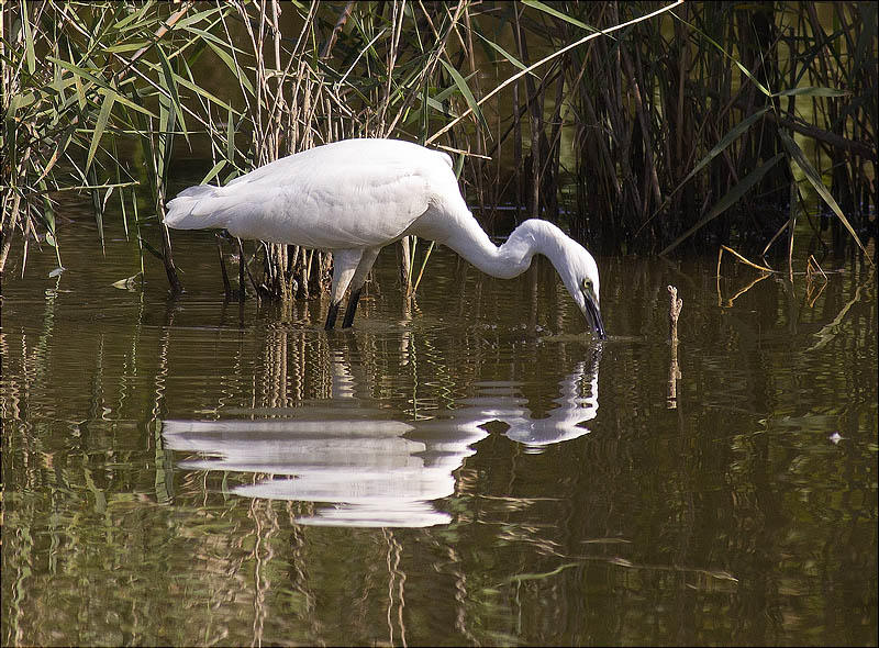 Martinet blanc (Egretta garzetta) 1/3