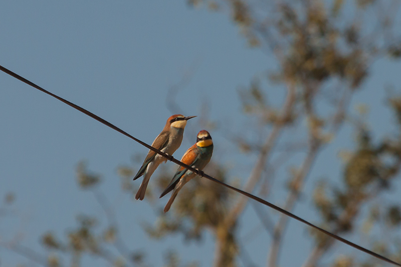 Abellerol (Merops apiaster)