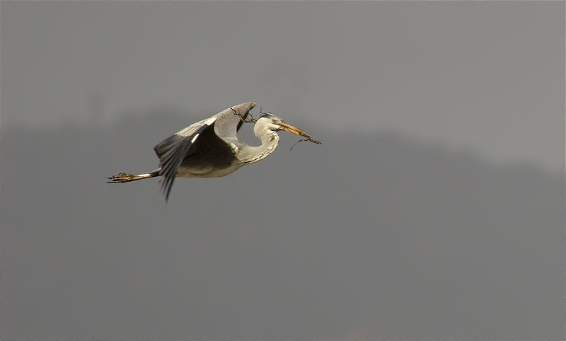 Bernat pescaire (Ardea cinerea)