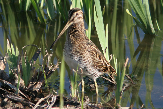 Becadell comú. Gallinago gallinago