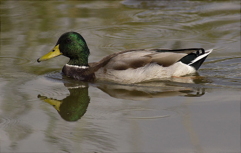 Mascle d'Ànec collverd (Anas platyrhynchos)