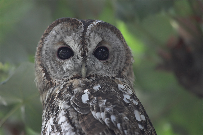 Gamarús (Strix aluco)