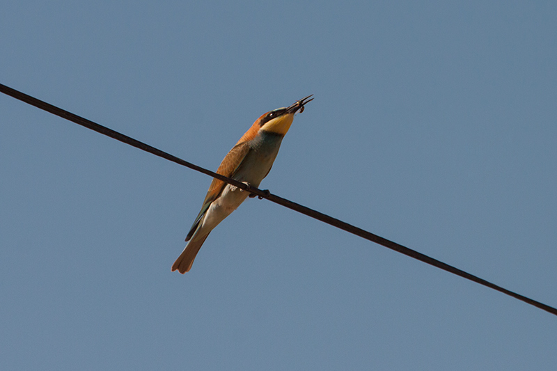 Abellerol (Merops apiaster)