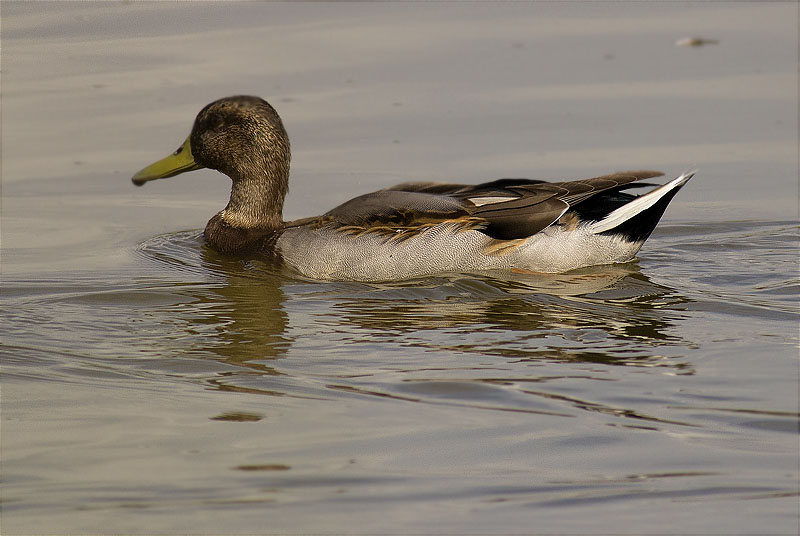 Ànec collverd (Anas platyrhynchos)