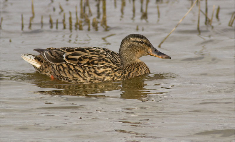 Femella d'Ànec collverd (Anas platyrhynchos)