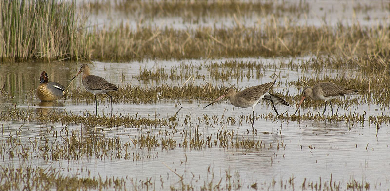 Tètol cuanegre (Limosa limosa)