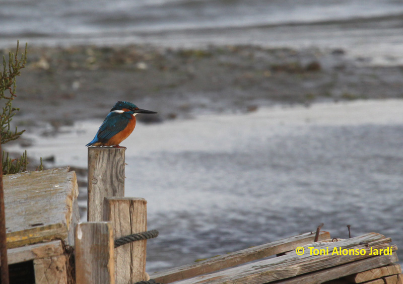 Blauet Alcedo atthis)