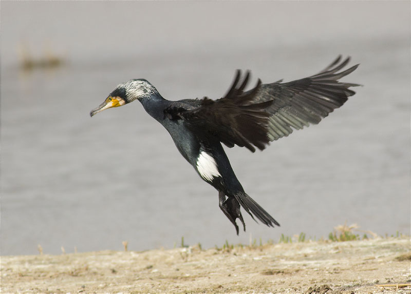 Corb marí gros (Phalacrocorax carbo)