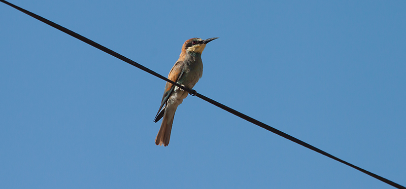 Abellerol (Merops apiaster)