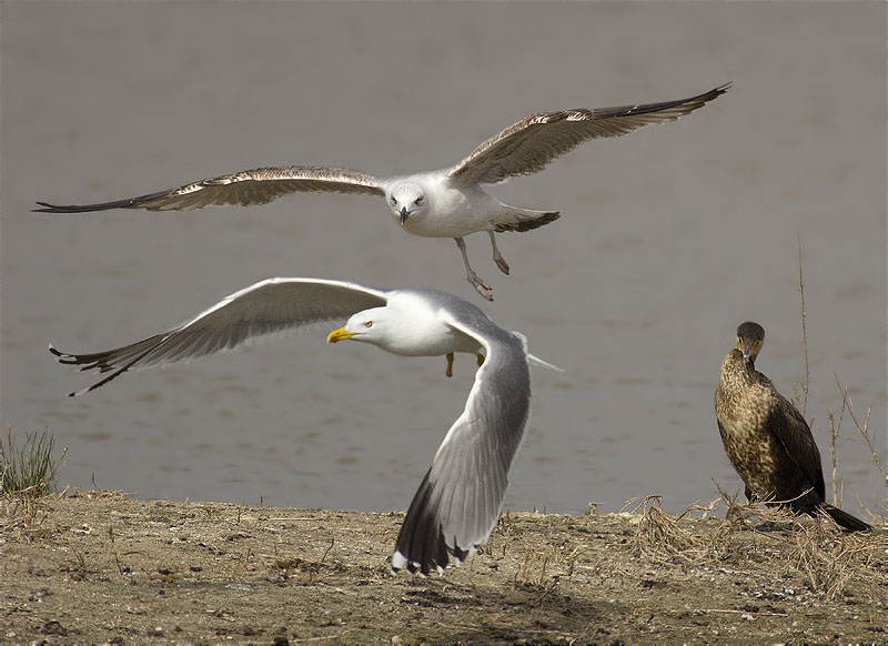 Gavià argentat (Larus michahellis)