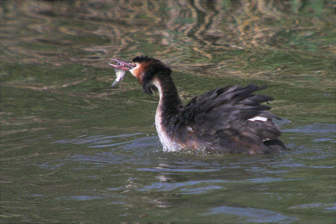 Cabusso emplomallat (Podiceps cristatus) 1/2