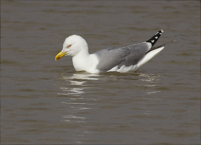 Gavià argentat (Larus michahellis)