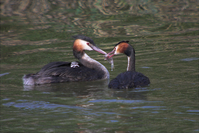 Cabusso emplomallat (Podiceps cristatus) 2/2