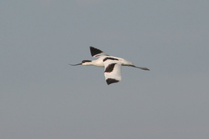 Bec d'alena en vol. Recurvirostra avosetta