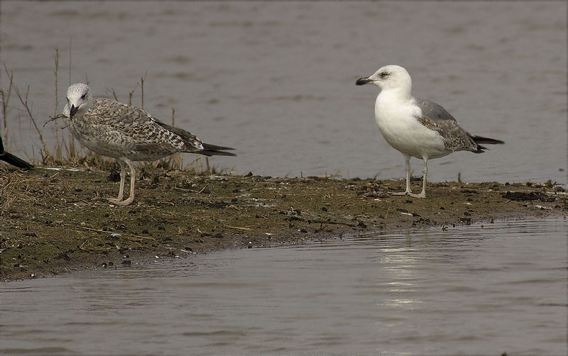 Joves de Gavià argentat (Larus michahellis)