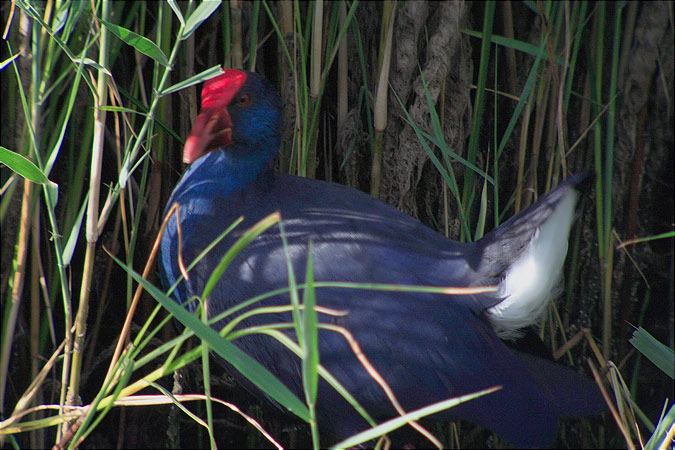 Polla blava (Porphyrio porphyrio)