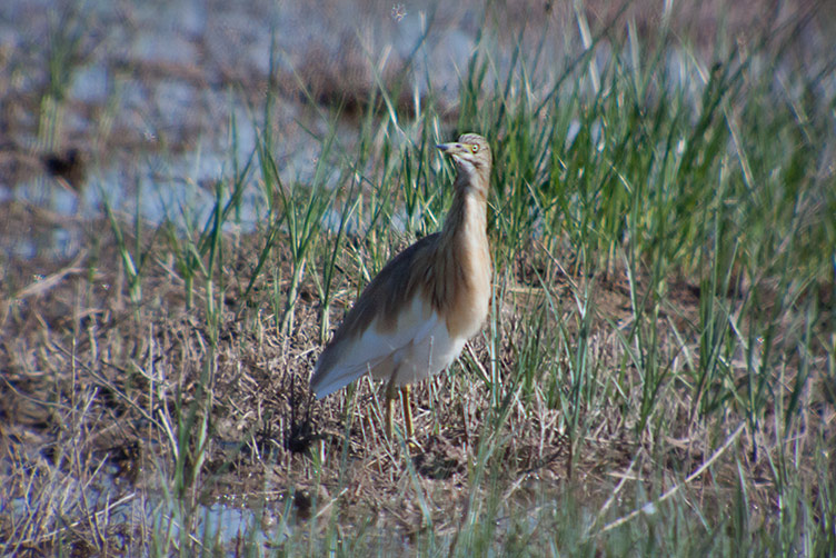 Martinet ros (Ardeola ralloides)